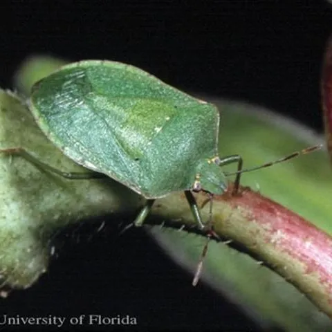 thumbnail for publication: Southern Green Stink Bug, Nezara viridula (Linnaeus) (Insecta: Hemiptera: Pentatomidae)
